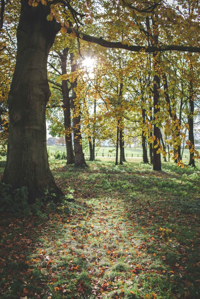 The woodland walk at Rowton Castle is photographed on a bright autumnal day