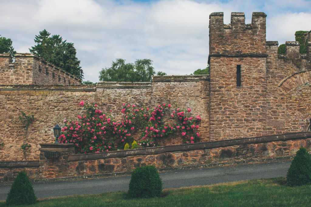 the old castle walls are photographed here, our dedicated rose walk is in full bloom