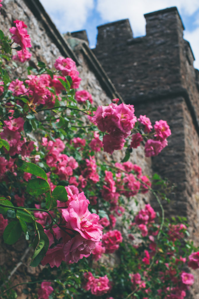 Pink fluffy roses up close on the turreted castle walls
