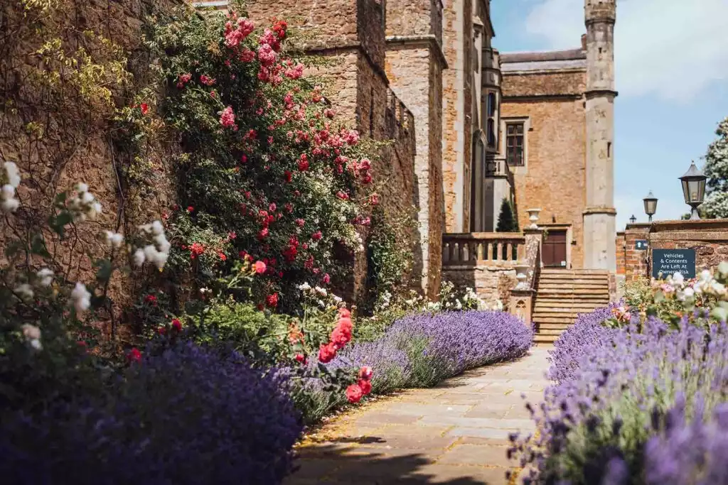 Stone garden path beside a historic castle wall, lined with purple lavender and vibrant red climbing roses, leading toward steps and the entrance of the building on a sunny day.