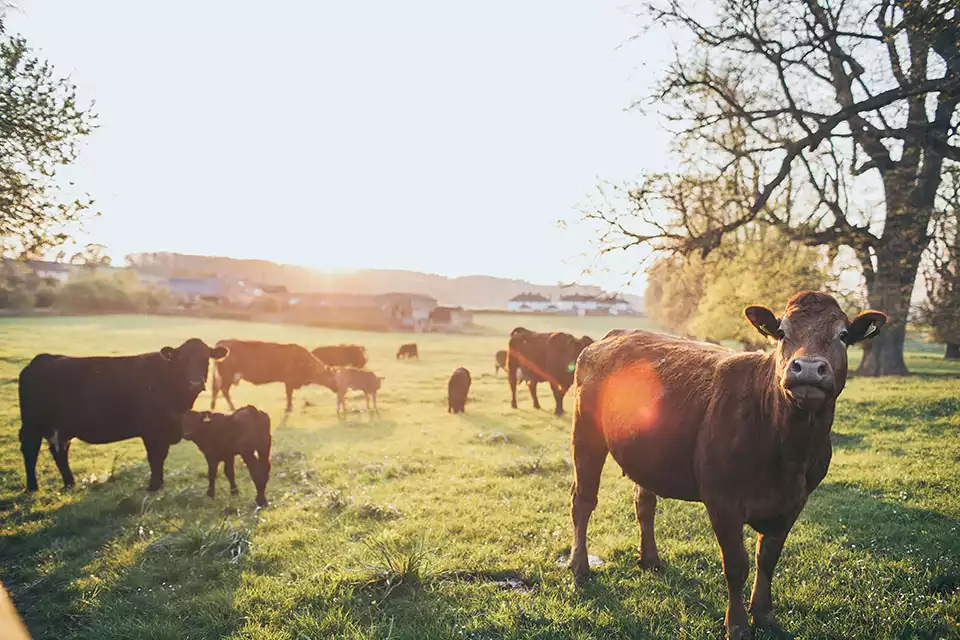 Cows grazing in a sunlit countryside field at sunset near Rowton Castle, showcasing the peaceful rural surroundings of the wedding venue.