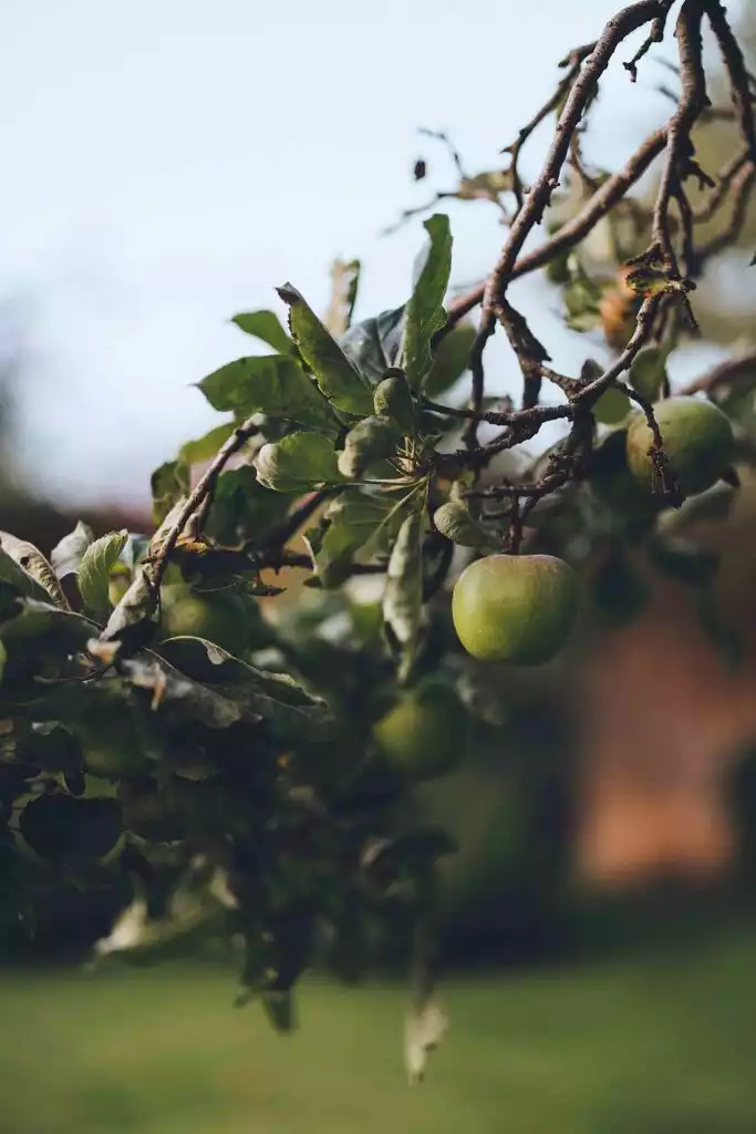 Close-up of green apples growing on a tree branch in the grounds of Rowton Castle.