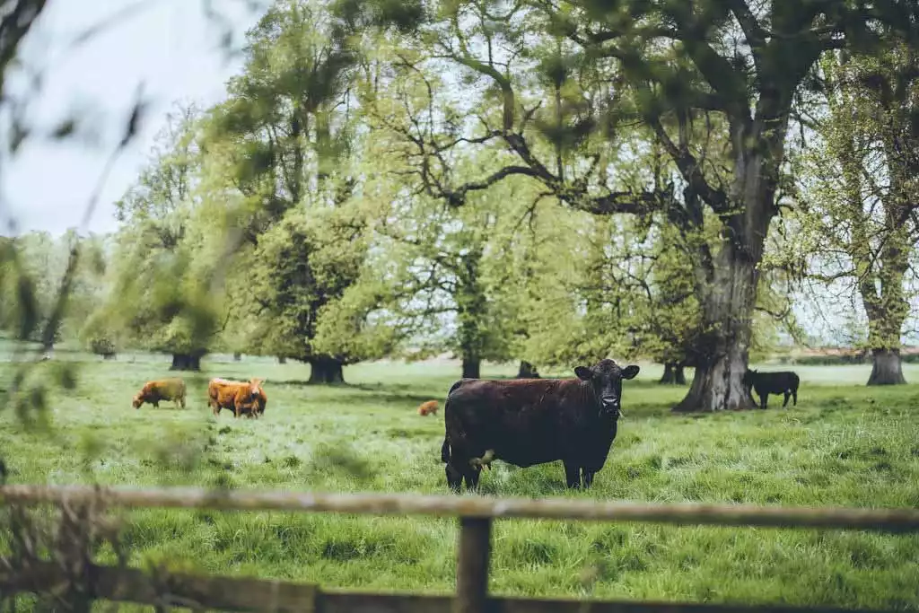 Cows grazing in a green countryside field surrounded by mature trees near the grounds of Rowton Castle, creating a peaceful rural landscape.